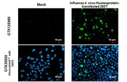 Anti-Influenza A virus Nucleoprotein antibody used in Immunocytochemistry/ Immunofluorescence (ICC/IF). GTX125989