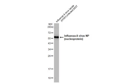 Anti-Influenza A virus Nucleoprotein antibody used in Western Blot (WB). GTX125989 Anti-Influenza A virus Nucleoprotein antibody used in Western Blot (WB). GTX125989