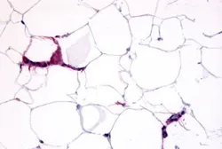 Anti-GPCR HM74 antibody used in IHC (Paraffin sections) (IHC-P). GTX12610