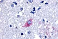 Anti-LGR4 antibody used in IHC (Paraffin sections) (IHC-P). GTX12697