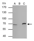 Anti-Cre recombinase antibody used in Immunoprecipitation (IP). GTX127271