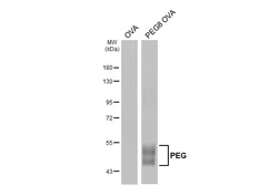 Anti-PEG antibody used in Western Blot (WB). GTX127286