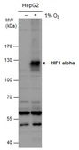 Anti-HIF1 alpha antibody used in Western Blot (WB). GTX127309