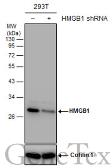 Anti-HMGB1 antibody used in Western Blot (WB). GTX127344