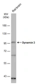 Anti-Dynamin 3 antibody used in Western Blot (WB). GTX127933
