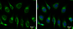 Anti-Grp78 antibody used in Immunocytochemistry/ Immunofluorescence (ICC/IF). GTX127934