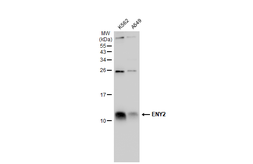 Anti-ENY2 antibody used in Western Blot (WB). GTX128034