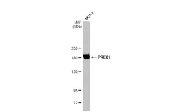 Anti-PREX1 antibody used in Western Blot (WB). GTX128036