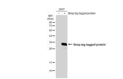 Anti-Strep epitope Tag antibody used in Western Blot (WB). GTX128061