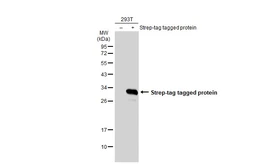 Anti-Strep epitope Tag antibody used in Western Blot (WB). GTX128061