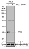 Anti-ATG3 antibody used in Western Blot (WB). GTX128065