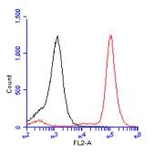 Anti-BrdU antibody used in Flow cytometry (FACS). GTX128091