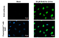 Anti-BrdU antibody used in Immunocytochemistry/ Immunofluorescence (ICC/IF). GTX128091