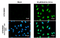 Anti-BrdU antibody used in Immunocytochemistry/ Immunofluorescence (ICC/IF). GTX128091