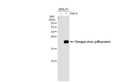 Anti-Dengue virus prM protein antibody used in Western Blot (WB). GTX128092