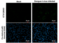 Anti-Dengue virus prM protein antibody used in Immunocytochemistry/ Immunofluorescence (ICC/IF). GTX128093