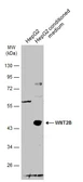 Anti-Wnt2b antibody used in Western Blot (WB). GTX128099