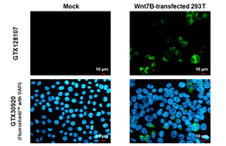 Anti-Wnt7b antibody used in Immunocytochemistry/ Immunofluorescence (ICC/IF). GTX128107