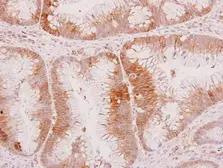 Anti-Wnt8a antibody used in IHC (Paraffin sections) (IHC-P). GTX128108
