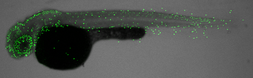 Anti-Histone H3S10ph (phospho Ser10) antibody used in IHC (Whole mount) (IHC-Wm). GTX128116
