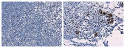 Anti-Porcine circovirus type 2 / PCV2 Capsid antibody used in IHC (Paraffin sections) (IHC-P). GTX128120