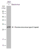 Anti-Porcine circovirus type 2 / PCV2 Capsid antibody used in Western Blot (WB). GTX128120