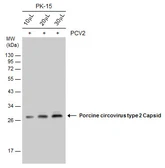 Anti-Porcine circovirus type 2 / PCV2 Capsid antibody used in Western Blot (WB). GTX128121