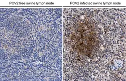 Anti-Porcine circovirus type 2 / PCV2 Capsid antibody used in IHC (Paraffin sections) (IHC-P). GTX128121