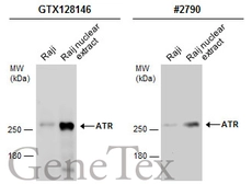Anti-ATR antibody used in Western Blot (WB). GTX128146