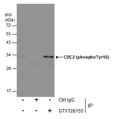 Anti-CDC2 (phospho Tyr15) antibody used in Immunoprecipitation (IP). GTX128155