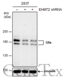 Anti-G9a antibody used in Western Blot (WB). GTX128164