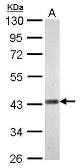 Anti-WIPI1 antibody used in Western Blot (WB). GTX128167