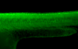Anti-Isl1 antibody used in IHC (Whole mount) (IHC-Wm). GTX128201