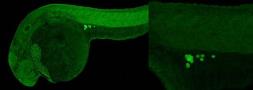 Anti-Vasa antibody used in IHC (Whole mount) (IHC-Wm). GTX128306