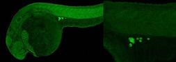 Anti-Vasa antibody used in IHC (Whole mount) (IHC-Wm). GTX128306