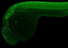 Anti-Sox10 antibody used in IHC (Whole mount) (IHC-Wm). GTX128374