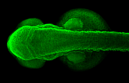 Anti-Mib antibody used in IHC (Whole mount) (IHC-Wm). GTX128382