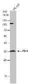 Anti-PD1 antibody used in Western Blot (WB). GTX128436