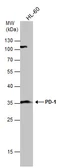 Anti-PD1 antibody used in Western Blot (WB). GTX128436