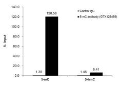Anti-5-Methylcytosine / 5-mC antibody used in Methylated DNA Immunoprecipitation (MeDIP). GTX128455