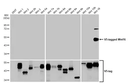 Anti-Wnt16 antibody used in Western Blot (WB). GTX128468