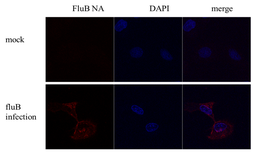 Anti-Influenza B virus Neuraminidase (NA) antibody used in Immunocytochemistry/ Immunofluorescence (ICC/IF). GTX128541