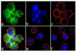 Anti-Syk (phospho Tyr323) antibody used in Immunocytochemistry/ Immunofluorescence (ICC/IF). GTX12862