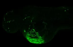 Anti-Hbae1 antibody used in IHC (Whole mount) (IHC-Wm). GTX128636