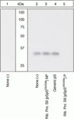 Anti-RPS6 (phospho Ser235/236) antibody used in Western Blot (WB). GTX12864