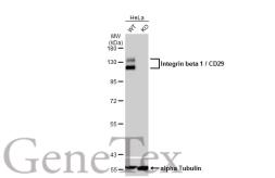 Anti-Integrin beta 1 / CD29 antibody used in Western Blot (WB). GTX128839