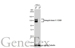 Anti-Integrin beta 1 / CD29 antibody used in Western Blot (WB). GTX128839