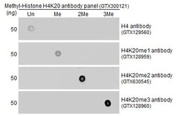 Anti-Histone H4K20me1 (monomethyl Lys20) antibody used in Dot blot (Dot). GTX128959