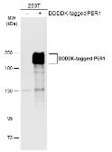 Anti-PER1 antibody used in Western Blot (WB). GTX128974