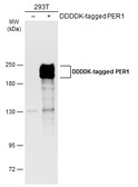 Anti-PER1 antibody used in Western Blot (WB). GTX128974